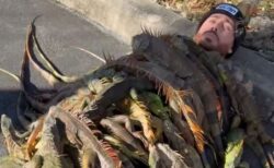 大量のイグアナに覆われた男性、インフルエンサーがユニーク動画を制作
