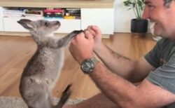 カンガルーの子供、飼い主とキックボクシングをする様子が可愛い【動画】