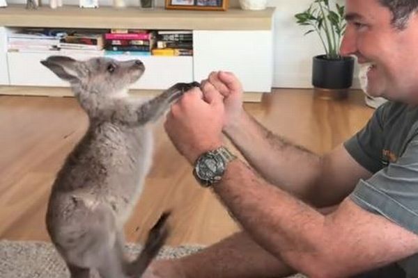 カンガルーの子供、飼い主とキックボクシングをする様子が可愛い【動画】