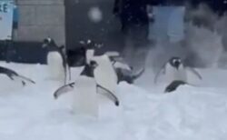 動物園のペンギンたちが雪で大喜び、はしゃぐ姿が可愛い【動画】