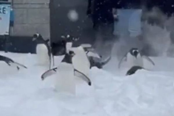 動物園のペンギンたちが雪で大喜び、はしゃぐ姿が可愛い【動画】