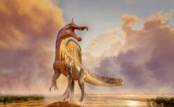 頭部に刃のような鶏冠をつけたスピノサウルス、アフリカで化石を発見