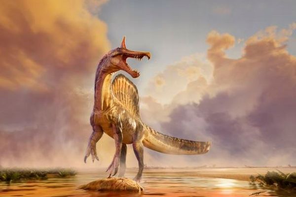 頭部に刃のような鶏冠をつけたスピノサウルス、アフリカで化石を発見