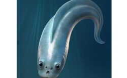 4つの目を持つ、可愛らしい最古の魚類の化石を発見