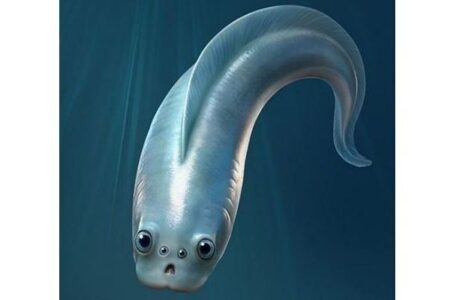 4つの目を持つ、可愛らしい最古の魚類の化石を発見