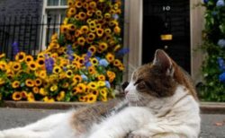 イギリスの首相官邸で暮らす、ネコの「ラリー」が15周年を迎える