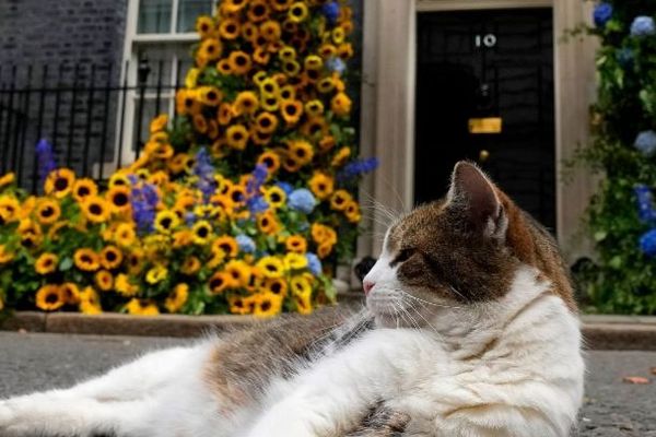 イギリスの首相官邸で暮らす、ネコの「ラリー」が15周年を迎える