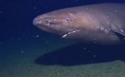 南極の深海に存在しないはずのサメを撮影、意外な発見に研究者も驚く【動画】