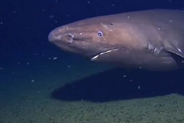 南極の深海に存在しないはずのサメを撮影、意外な発見に研究者も驚く【動画】