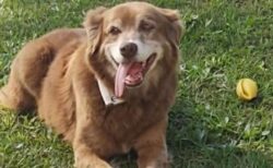 飼い主の墓のそばに10年間も住み続けた犬、ペットと共に埋葬できる州法が成立