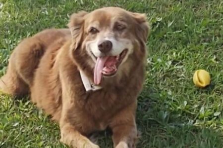 飼い主の墓のそばに10年間も住み続けた犬、ペットと共に埋葬できる州法が成立