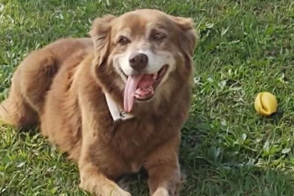 飼い主の墓のそばに10年間も住み続けた犬、ペットと共に埋葬できる州法が成立