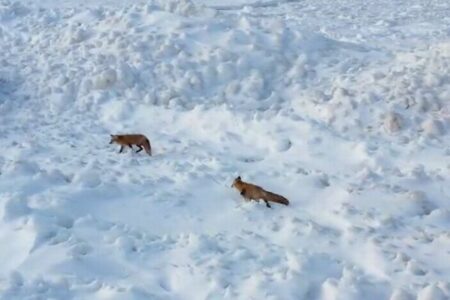 凍った湖の上に2匹のキツネ、ドローンで撮影