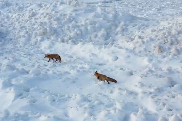 凍った湖の上に2匹のキツネ、ドローンで撮影
