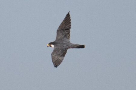 オーストラリア中部にシベリア・ハヤブサが飛来、この地域で初めて確認