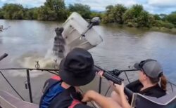 南アフリカでカバが突然、水中から現れ、ボートを転覆させる【動画】