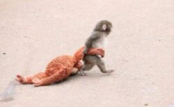 母親に捨てられたニホンザルの赤ちゃん、「パンチ」が海外でも話題に