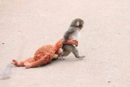 母親に捨てられたニホンザルの赤ちゃん、「パンチ」が海外でも話題に