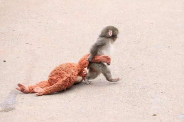 母親に捨てられたニホンザルの赤ちゃん、「パンチ」が海外でも話題に