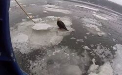 NY市のハドソン川に負傷したハクトウワシ、警察官らが救助【動画】