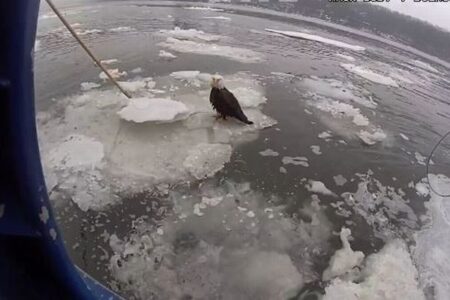 NY市のハドソン川に負傷したハクトウワシ、警察官らが救助【動画】