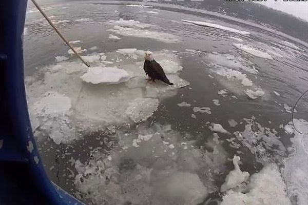 NY市のハドソン川に負傷したハクトウワシ、警察官らが救助【動画】