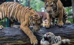 タイの動物園で72頭のトラが死亡、ウイルスが原因か？