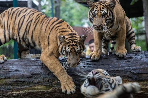 タイの動物園で72頭のトラが死亡、ウイルスが原因か？