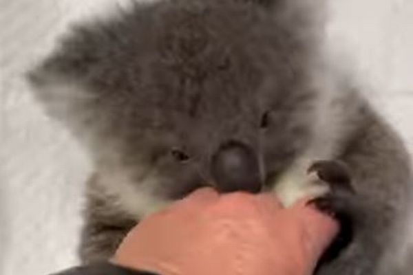 保護施設で元気に戯れるコアラの赤ちゃん、可愛い姿を撮影