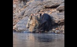 野生のレパードとブラックパンサーが、一緒に水を飲む珍しい動画が話題に