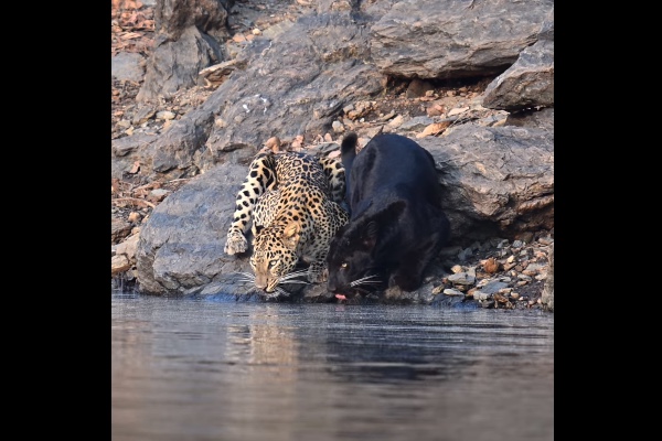 野生のレパードとブラックパンサーが、一緒に水を飲む珍しい動画が話題に