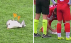 トルコのサッカーでボールに撃ち落とされたカモメ、選手の心肺蘇生術で助かる