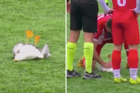 トルコのサッカーでボールに撃ち落とされたカモメ、選手の心肺蘇生術で助かる