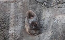 母親に捨てられたニホンザルの「パンチ」、ついに仲間に受け入れられる