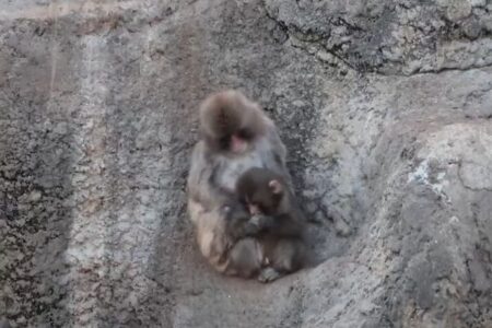 母親に捨てられたニホンザルの「パンチ」、ついに仲間に受け入れられる
