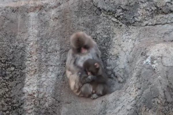 母親に捨てられたニホンザルの「パンチ」、ついに仲間に受け入れられる