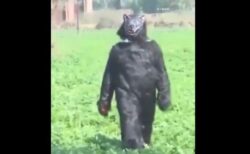 インドの農家、サルによる被害を防ぐため、クマの着ぐるみで対抗【動画】