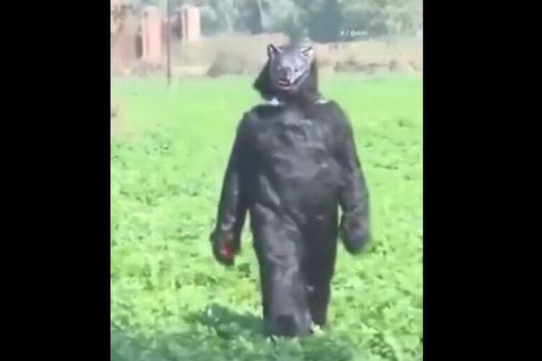 インドの農家、サルによる被害を防ぐため、クマの着ぐるみで対抗【動画】