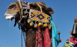 美容整形をしたラクダたち、20頭がコンテストで失格処分