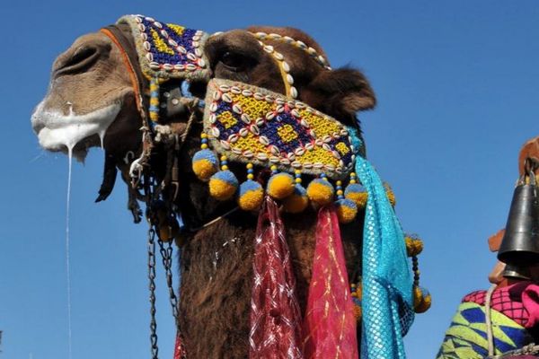 美容整形をしたラクダたち、20頭がコンテストで失格処分