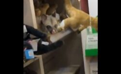 空港の店内で、生きたポッサムがぬいぐるみに紛れているのを発見【動画】