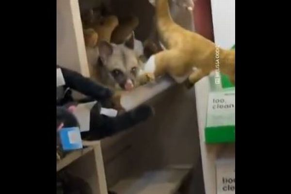 空港の店内で、生きたポッサムがぬいぐるみに紛れているのを発見【動画】