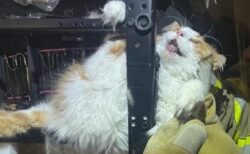 動物病院を嫌がった“ぽっちゃり猫”、リクライナーに挟まり消防隊が救出　