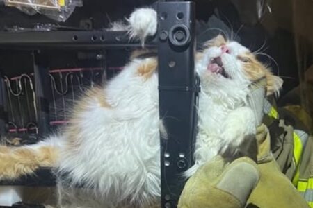 動物病院を嫌がった“ぽっちゃり猫”、リクライナーに挟まり消防隊が救出　