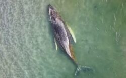 ドイツの沿岸にザトウクジラが漂着、救出活動により自力で浅瀬から脱出