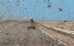 サハラ砂漠を走行していた車、バッタの大群に遭遇【動画】