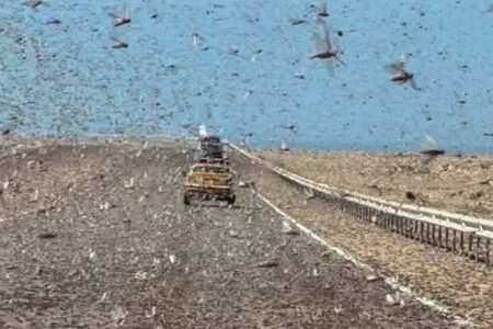 サハラ砂漠を走行していた車、バッタの大群に遭遇【動画】