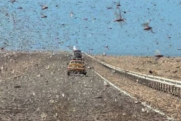 サハラ砂漠を走行していた車、バッタの大群に遭遇【動画】