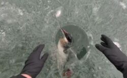 氷上で魚の代わりに、カモが釣り上げられる【動画】