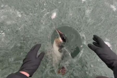 氷上で魚の代わりに、カモが釣り上げられる【動画】